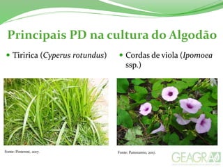 Principais PD na cultura do Algodão
Fonte: Pinterest, 2017. Fonte: Panoramio, 2017.
 Tiririca (Cyperus rotundus)  Cordas de viola (Ipomoea
ssp.)
 