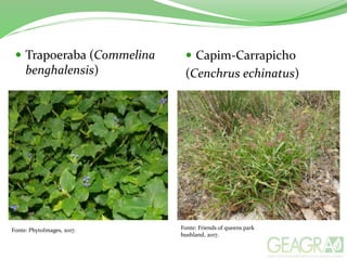  Trapoeraba (Commelina
benghalensis)
 Capim-Carrapicho
(Cenchrus echinatus)
Fonte: PhytoImages, 2017. Fonte: Friends of queens park
bushland, 2017.
 