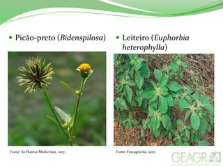  Picão-preto (Bidenspilosa)  Leiteiro (Euphorbia
heterophylla)
Fonte: As Plantas Medicinais, 2017. Fonte: Fmcagricola, 2017.
 