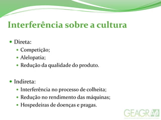 Interferência sobre a cultura
 Direta:
 Competição;
 Alelopatia;
 Redução da qualidade do produto.
 Indireta:
 Interferência no processo de colheita;
 Redução no rendimento das máquinas;
 Hospedeiras de doenças e pragas.
 
