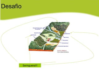 Desafio Seringueira!!! 