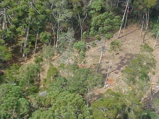 A energiaeconomizada com a reciclagem de umagarrafa devidro, mantémumalâmpada de 100 watts ligadapor 4 horas.O chuveiroelétrico é responsávelpor 6% do consumonacional de energiaelétrica, o quesignificaquase o dobro do que se gastaemtodo o paíscom iluminação pública.De 2 meses a 1 milhão de anos: osmateriais e a decomposiçãonatural.Matéria Orgânica - 2 a 12 mesesPapel - de 3 meses a anosPalito de Fósforo - 6 mesesFiltro de Cigarro - 5 anosChiclete - 5 anosLatas de Aço - 10 a 50 anosLata de Alumínio - mais de 1.000 anosNylon - mais de 30 anosCopo Descartável - 50 anosGarrafa Plástica - 400 anosTampa de Garrafa - 150 anosTecido - 100 a 400 anosFralda Descartável Comum - 450 anosPneus - mais de 100 anosVidro – 1 Milhão de anos