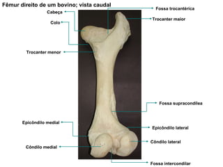 Fêmur direito de um bovino; vista caudal Cabeça Colo Trocanter menor Fossa trocantérica Trocanter maior Fossa supracondílea Epicôndilo medial Côndilo medial Côndilo lateral Epicôndilo lateral Fossa intercondilar 