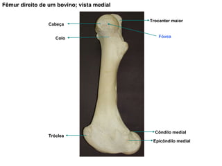 Fêmur direito de um bovino; vista medial Tróclea Côndilo medial Epicôndilo medial Trocanter maior Cabeça Colo Fóvea 