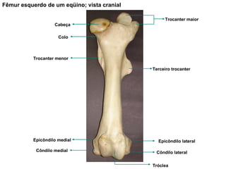 Fêmur esquerdo de um eqüino; vista cranial Terceiro trocanter Trocanter menor Colo Cabeça Epicôndilo medial Epicôndilo lateral Tróclea Côndilo lateral Côndilo medial Trocanter maior 