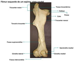 Fêmur esquerdo de um eqüino; vista caudal Trocanter maior Cabeça Colo Terceiro trocanter Trocanter menor Côndilo lateral Côndilo medial Epicôndilo medial Fossa intercondilar Fóvea Fossa trocantérica Fossa supracondilar 