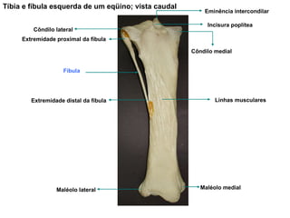 Tíbia e fíbula esquerda de um eqüino; vista caudal Maléolo medial Côndilo medial Eminência intercondilar Maléolo lateral Extremidade distal da fíbula Extremidade proximal da fíbula Côndilo lateral Incisura poplítea Linhas musculares Fíbula 