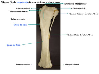 Tíbia e fíbula  esquerda  de um eqüino; vista cranial Maléolo lateral Maléolo medial Extremidade distal da fíbula Extremidade proximal da fíbula Côndilo lateral Côndilo medial Eminência intercondilar Sulco muscular Tuberosidade da tíbia Corpo da Tíbia Crista da tíbia 