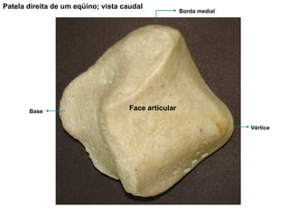 Patela direita de um eqüino; vista caudal Vértice Borda medial Face articular Base 