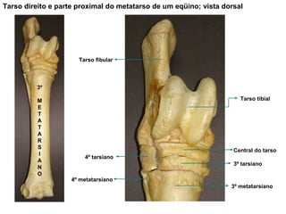 Tarso direito e parte proximal do metatarso de um eqüino; vista dorsal Tarso tibial Tarso fibular Central do tarso 3º tarsiano 3º metatarsiano 4º metatarsiano 4º tarsiano 3º M E T A T A R S I A N O 