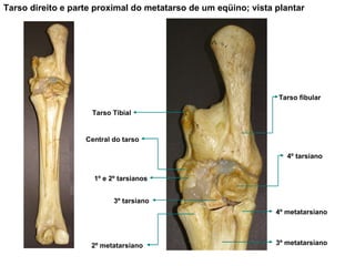 Tarso direito e parte proximal do metatarso de um eqüino; vista plantar Tarso fibular 4º tarsiano 4º metatarsiano 3º metatarsiano 2º metatarsiano 3º tarsiano Central do tarso 1º e 2º tarsianos Tarso Tibial 