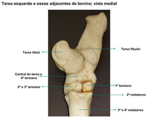 Tarso esquerdo e ossos adjacentes de bovino; vista medial Tarso fibular Tarso tibial 3º e 4º metatarso Central do tarso e  4º tarsiano 2º e 3º tarsiano 1º tarsiano 2º metatarso 