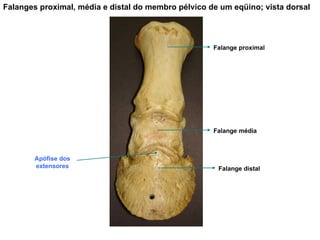 Falanges proximal, média e distal do membro pélvico de um eqüino; vista dorsal Falange proximal Falange média Falange distal Apófise dos extensores 
