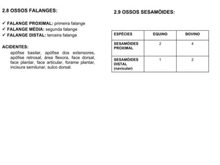 2.8 OSSOS FALANGES:    FALANGE PROXIMAL:  primeira falange    FALANGE MÉDIA:  segunda falange    FALANGE DISTAL:  terceira falange ACIDENTES:   apófise basilar, apófise dos extensores, apófise retrosal, área flexora, face dorsal, face plantar, face articular, forame plantar, incisura semilunar, sulco dorsal. 2.9 OSSOS SESAMÓIDES: 2 1 SESAMÓIDES DISTAL (navicular) 4 2 SESAMÓIDES PROXIMAL BOVINO EQUINO ESPÉCIES 