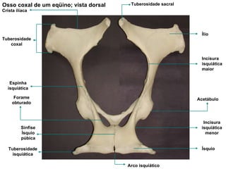 Osso coxal de um eqüino; vista dorsal Tuberosidade sacral Crista ilíaca Tuberosidade coxal Acetábulo Forame obturado Ísquio Arco isquiático Tuberosidade isquiática Sínfise Ísquio púbica Ílio Incisura isquiática maior Incisura isquiática menor Espinha isquiática 