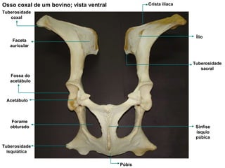 Osso coxal de um bovino; vista ventral Tuberosidade coxal Crista ilíaca Tuberosidade  sacral Ílio Acetábulo Forame obturado Tuberosidade isquiática Sínfise ísquio púbica Púbis Faceta auricular Fossa do acetábulo 