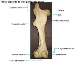 Fêmur esquerdo de um eqüino; vista caudal Trocanter maior Cabeça Colo Terceiro trocanter Trocanter menor Côndilo lateral Côndilo medial Epicôndilo medial Fossa intercondilar 