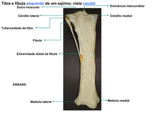 Tíbia e fíbula  esquerdo  de um eqüino; vista  caudal Maléolo medial Côndilo medial Eminência intercondilar Maléolo lateral Extremidade distal da fíbula Fíbula Côndilo lateral Sulco muscular Tuberosidade da tíbia ERRADO 