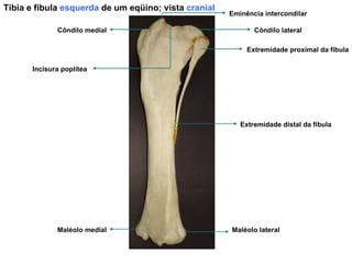 Tíbia e fíbula  esquerda  de um eqüino; vista  cranial Maléolo lateral Maléolo medial Extremidade distal da fíbula Extremidade proximal da fíbula Côndilo lateral Côndilo medial Eminência intercondilar Incisura poplítea 