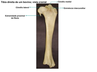 Tíbia direita de um bovino; vista cranial Extremidade proximal da fíbula Côndilo lateral Côndilo medial Eminência intercondilar 