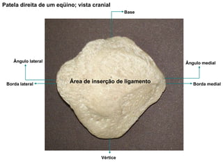 Patela direita de um eqüino; vista cranial Ângulo medial Ângulo lateral Borda lateral Borda medial Base Vértice Área de inserção de ligamento 