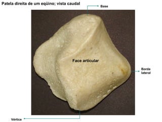Patela direita de um eqüino; vista caudal Vértice Borda lateral Base Face articular 