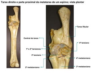 Tarso direito e parte proximal do metatarso de um eqüino; vista plantar Tarso fibular 4º tarsiano 4º metatarsiano 3º metatarsiano 2º metatarsiano 3º tarsiano Central do tarso 1º e 2º tarsianos 