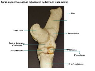 Tarso esquerdo e ossos adjacentes de bovino; vista medial Tíbia Tarso fibular Tarso tibial 3º e 4º metatarso Central do tarso e  4º tarsiano 2º e 3º tarsiano 1º tarsiano 2º metatarso 