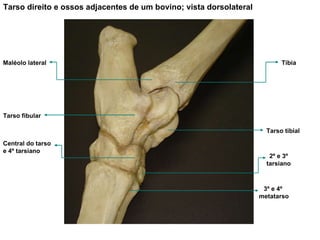 Tarso direito e ossos adjacentes de um bovino; vista dorsolateral Tíbia Maléolo lateral Tarso fibular 3º e 4º  metatarso 2º e 3º tarsiano Central do tarso e 4º tarsiano Tarso tibial 