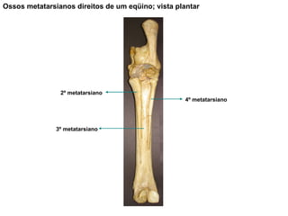 Ossos metatarsianos direitos de um eqüino; vista plantar 4º metatarsiano 3º metatarsiano 2º metatarsiano 