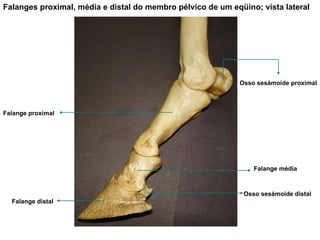 Falanges proximal, média e distal do membro pélvico de um eqüino; vista lateral Falange proximal Falange distal Falange média Osso sesámoide distal Osso sesámoide proximal 