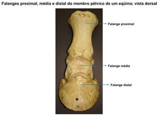 Falanges proximal, média e distal do membro pélvico de um eqüino; vista dorsal Falange proximal Falange média Falange distal 