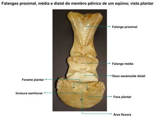 Falanges proximal, média e distal do membro pélvico de um eqüino; vista plantar Forame plantar Face plantar Incisura semilunar Área flexora Falange proximal Falange média Osso sesámoide distal 