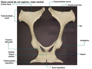 Osso coxal de um eqüino; vista ventral Faceta auricular Tuberosidade sacral Crista ilíaca Tuberosidade coxal Acetábulo Forame obturado Ísquio Arco isquiático Tuberosidade isquiática Sínfise Ísquio púbica Ílio 