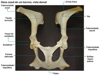 Osso coxal de um bovino; vista dorsal Tuberosidade coxal Crista ilíaca Tuberosidade  sacral Ílio Acetábulo Forame obturado Tuberosidade isquiática Tuberosidade isquiática Sínfise ísquio púbica Púbis Faceta auricular Fossa do acetábulo 