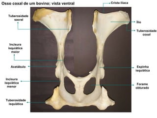 Osso coxal de um bovino; vista ventral  Forame obturado Acetábulo Ílio Crista ilíaca Tuberosidade  sacral Tuberosidade coxal Tuberosidade isquiática Espinha isquiática Incisura isquiática maior Incisura isquiática menor 