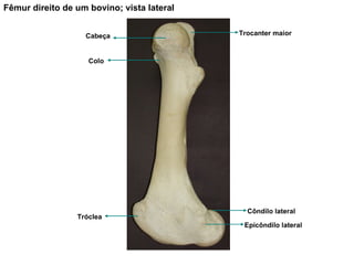 Fêmur direito de um bovino; vista lateral Tróclea Côndilo lateral Epicôndilo lateral Trocanter maior Cabeça Colo 
