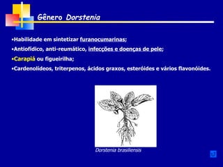 Gênero  Dorstenia Habilidade em sintetizar  furanocumarinas ; Antiofídico, anti-reumático,  infecções e doenças de pele ; Carapiá  ou figueirilha; Cardenolídeos, triterpenos, ácidos graxos, esteróides e vários flavonóides. Dorstenia brasiliensis 