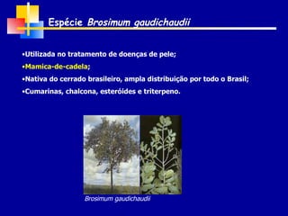Utilizada no tratamento de doenças de pele; Mamica-de-cadela ; Nativa do cerrado brasileiro, ampla distribuição por todo o Brasil; Cumarinas, chalcona, esteróides e triterpeno. Espécie  Brosimum gaudichaudii Brosimum gaudichaudii 