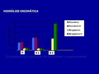 HIDRÓLISE ENZIMÁTICA D,  D.brasiliensis ; B2,  B. gaudichaudii 2 ; B3,  B.gaudichaudii 3 ; H, amostra hidrolisada.   B 3 B 2 D 