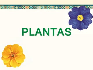 PLANTAS
 
