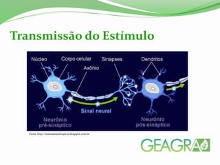 Transmissão do Estímulo
Fonte: http://matiassinantropicos.blogspot.com.br
 