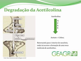Degradação da Acetilcolina
Acetilcolina
Acetato + Colina;
Retornando para o interior do neurônio,
onde irá ocorrer a formação de uma nova
molécula de acetilcolina .
A
C
h
E
Fonte: http://matiassinantropicos.blogspot.com.br/
 