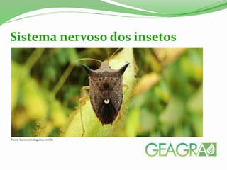Sistema nervoso dos insetos
Fonte: bayercontralagartas.com.br
 