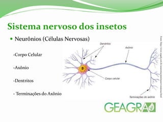  Neurônios (Células Nervosas)
-Corpo Celular
-Axônio
-Dentritos
- Terminações do Axônio
Sistema nervoso dos insetos
Fonte:http://www.sogab.com.br/anatomia/sistemanervosojonas.html
 