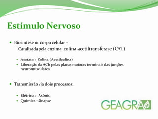  Biosíntese no corpo celular –
Catalisada pela enzima colina-acetiltransferase (CAT)
 Acetato + Colina (Acetilcolina)
 Liberação da ACh pelas placas motoras terminais das junções
neuromusculares
 Transmissão via dois processos:
 Elétrica : Axônio
 Química : Sinapse
Estímulo Nervoso
 