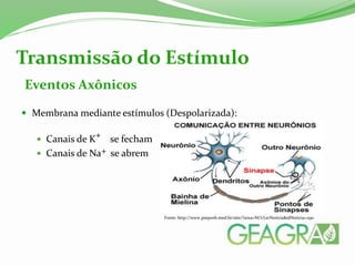 Eventos Axônicos
 Membrana mediante estímulos (Despolarizada):
 Canais de K se fecham
 Canais de Na se abrem
Transmissão do Estímulo
+
+
Fonte: http://www.psiqweb.med.br/site/?area=NO/LerNoticia&idNoticia=290
 