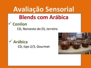 Avaliação Sensorial Blends com Arábica Conilon CD, Noroeste do ES, terreiro  Arábica CD, tipo 2/3, Gourmet  