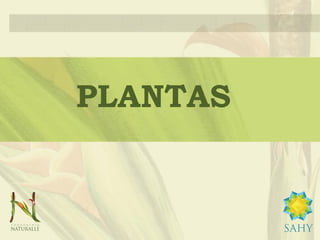 PLANTAS
 