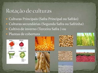  Culturas Principais (Safra Principal ou Safrão)
 Culturas secundárias (Segunda Safra ou Safrinha)
 Cultivo de inverno (Terceira Safra ) ou
 Plantas de cobertura
 